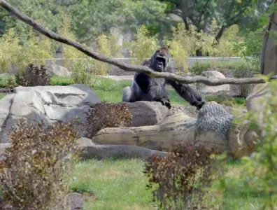 $66 million 'Tropical Forests' opens at Brookfield Zoo Chicago with close gorilla encounters