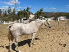 Death of horse at North County ranch leads to two others being impounded
