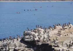Odors at La Jolla Cove as pungent as ever after city pauses treatments